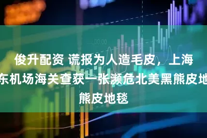 俊升配资 谎报为人造毛皮，上海浦东机场海关查获一张濒危北美黑熊皮地毯